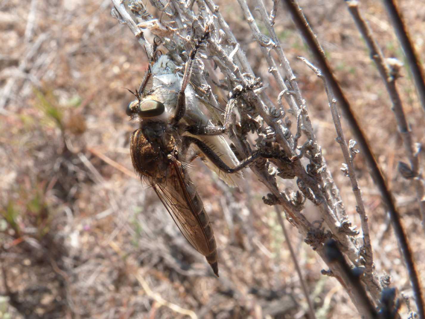 Asilidae con prede